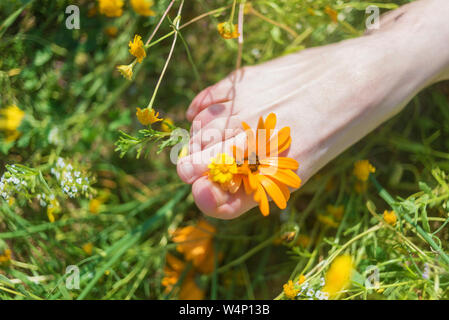 Pied d'une jeune femme avec une fleur de printemps dans les doigts allongés sur ensoleillé, chaud pré. Banque D'Images