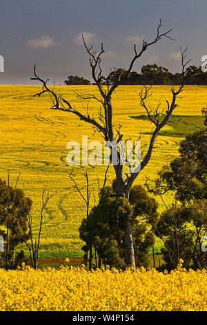 Or brillant jaune des champs de colza près de North Bannister à l'ouest de l'Australie. Vertical image avec l'exemplaire de l'espace. Banque D'Images