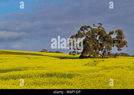 Ferme agricole domaine des éclats dans la fleur jaune vif, rehaussé de ciel et les arbres dans l'ouest de l'Australie. Banque D'Images