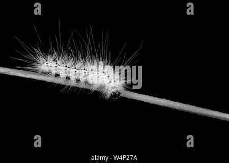 Hairy caterpillar marche sur un brin d'herbe Banque D'Images