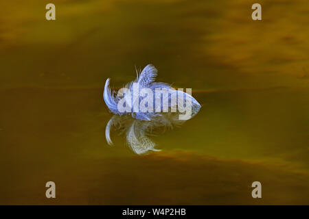 Close up de brins courbes de plumes flottant sur un soleil d'or, d'eau. Banque D'Images