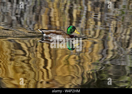 Canard colvert mâle drake se reflète dans la lumière du soleil, de l'eau ondulante que le canard nager en travers de l étang à Agua Caliente Park à Tucson, Arizona. Banque D'Images