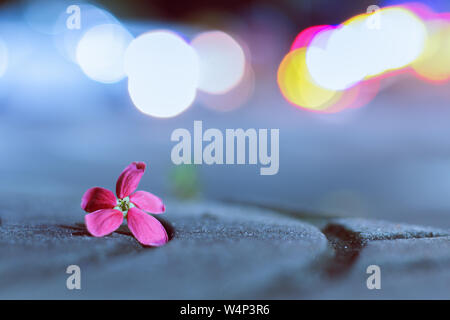 Combretum indicum, Impatiens walleriana, fleur de Lizzie dans la nuit rue bokeh flou fond, vue de fond d'écran Banque D'Images