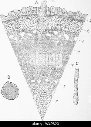 Illustration gravée de la racine de plante boussole (Silphium laciniatum), du livre "American journal of pharmacy' par Philadelphia College of Pharmacy et de la Science, 1835. Avec la permission de Internet Archive. () Banque D'Images