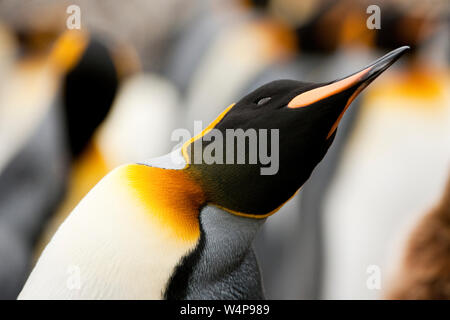 Curieux manchot empereur (Aptenodytes forsteri) appuie l'ensemble pour mieux voir. Banque D'Images