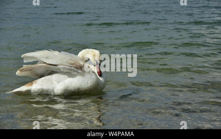 Un magnifique swan blanc nage seule dans un lac Banque D'Images