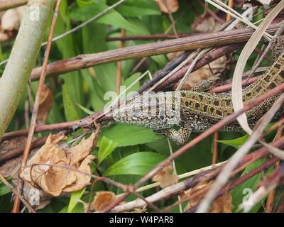 Un gros lézard vert se trouve sur un tas de branches. Animal sauvage. Banque D'Images