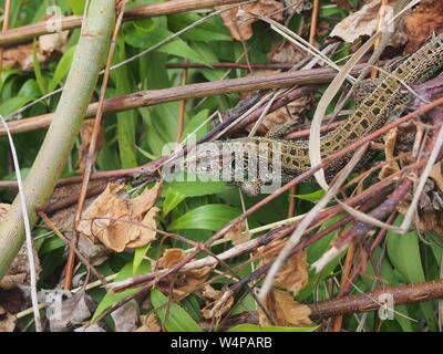 Un gros lézard vert se trouve sur un tas de branches. Animal sauvage. Banque D'Images