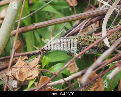 Un gros lézard vert se trouve sur un tas de branches. Animal sauvage. Banque D'Images