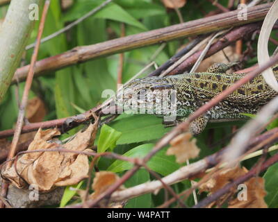 Un gros lézard vert se trouve sur un tas de branches. Animal sauvage. Banque D'Images