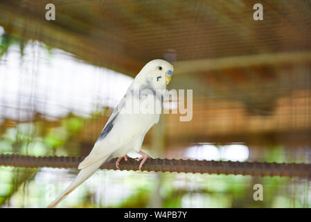 Perroquet perruche blanc oiseau de compagnie ou perruche perruche commun dans la cage à la ferme des oiseaux Banque D'Images