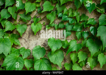 Accrochant Vert plante sur une surface en pierre grise. Vue rapprochée. Fond naturel. Banque D'Images