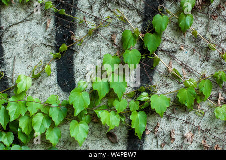 Accrochant Vert plante sur une surface en pierre grise. Vue rapprochée. Fond naturel. Banque D'Images