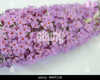 Buddleia davidii de onum , Nanho-Purple «' Fleur Banque D'Images