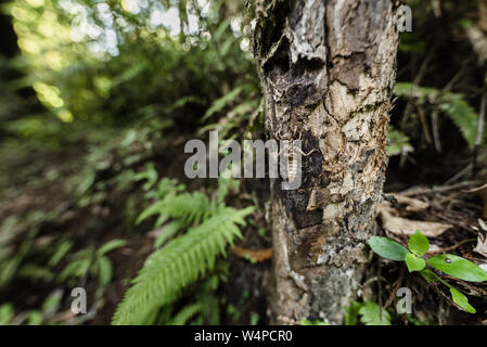 Weta insecte sur un tronc d'arbre dans une forêt luxuriante en Nouvelle Zélande Banque D'Images