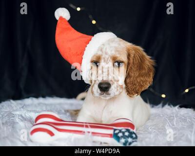 Setter anglais chiot avec santa claus hat et américains à la recherche d'os à Banque D'Images