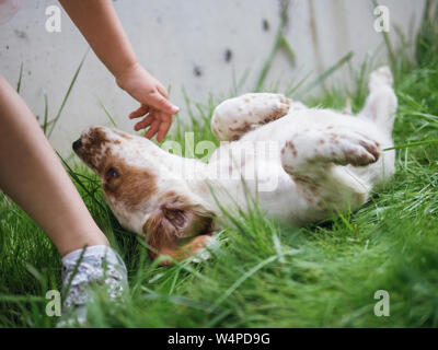 Chiot setter paws up sur le pré et l'éraflure il Banque D'Images