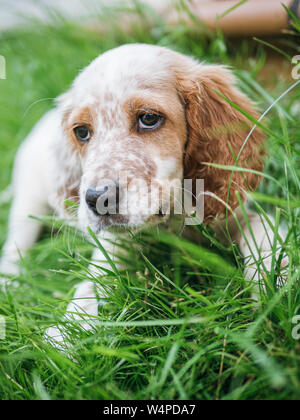 Portrait de setter anglais chiot dans la prairie Banque D'Images