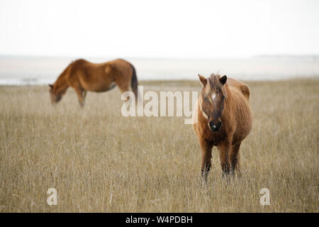 Chevaux sauvages sur les estuaires côtiers Rachel Carson réserver à Beaufort, Caroline du Nord. Banque D'Images