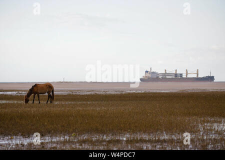 Chevaux sauvages sur les estuaires côtiers Rachel Carson réserver à Beaufort, Caroline du Nord. Banque D'Images