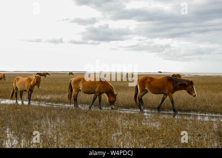 Chevaux sauvages sur les estuaires côtiers Rachel Carson réserver à Beaufort, Caroline du Nord. Banque D'Images