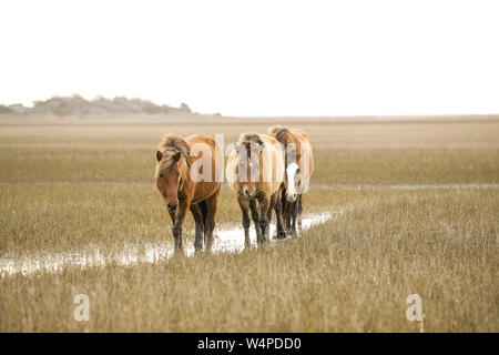 Chevaux sauvages sur les estuaires côtiers Rachel Carson réserver à Beaufort, Caroline du Nord. Banque D'Images