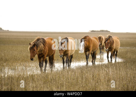 Chevaux sauvages sur les estuaires côtiers Rachel Carson réserver à Beaufort, Caroline du Nord. Banque D'Images