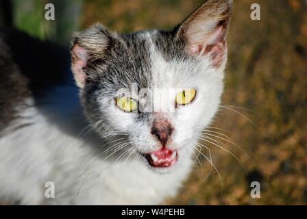 Mignon petit chat souriant pour l'appareil photo. Banque D'Images