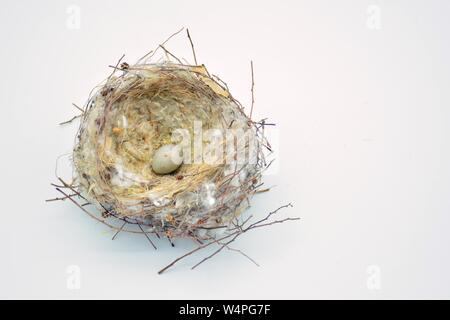 Nido silvestre de pájaros con una puesta de huevos Banque D'Images