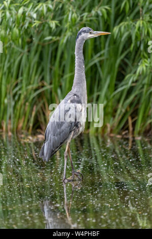 Héron cendré (Ardea cinerea) Banque D'Images