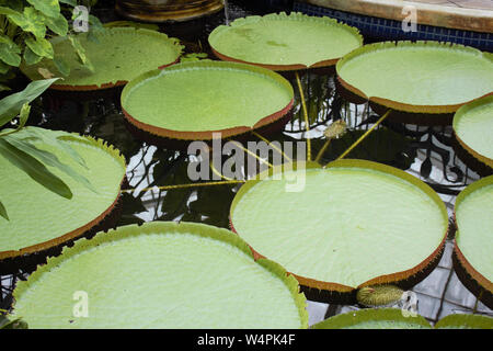 Lillypads géant grandir dans un environnement contrôlé au sein du Conservatoire de fleurs in California's Golden Gate Park à San Francisco. Banque D'Images