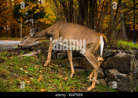 Les cerfs se nourrissent des feuilles des arbres Banque D'Images