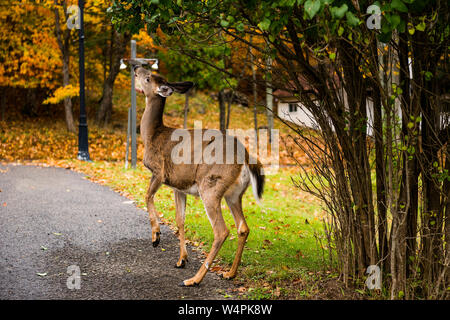 Les cerfs se nourrissent des feuilles des arbres Banque D'Images