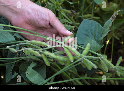 Un agriculteur examine une récolte de soja champ avant la récolte à venir à Chesterfield, New Jersey. Banque D'Images
