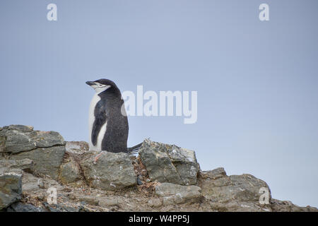 Jugulaire penguin debout sur la colline Banque D'Images