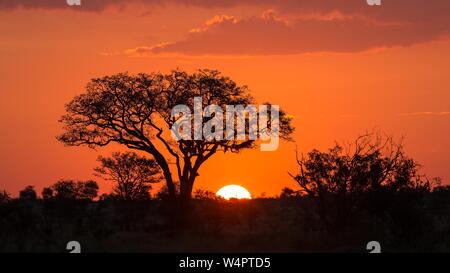 Parapluie parapluie thorn acacia (Acacia tortilis) au coucher du soleil, Manyeleti Nature Reserve, Afrique du Sud Banque D'Images