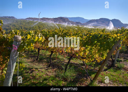 Vineyard Okanagan l'irrigation. Un vignoble est irrigué au crépuscule dans la vallée de l'Okanagan, Colombie-Britannique, Canada. Banque D'Images