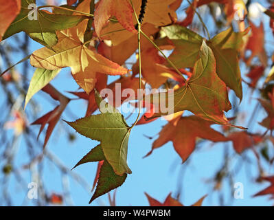 Feuilles d'érable en couleurs de l'automne se balançant d'un arbre dans un parc de la ville, sur une journée ensoleillée Banque D'Images