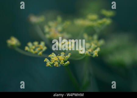 Un Selctive Vue Synopsis d'Alyssum fleur Banque D'Images