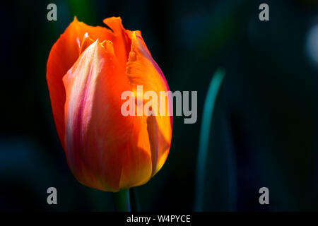 Orange isolé et tulipe jaune éclairé par lumière arrière pour transmettre de l'empathie. Banque D'Images