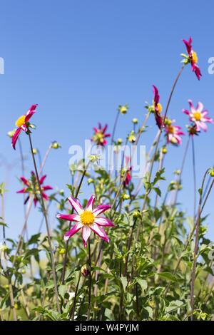 Dahlia 'Midnight Star'. Banque D'Images