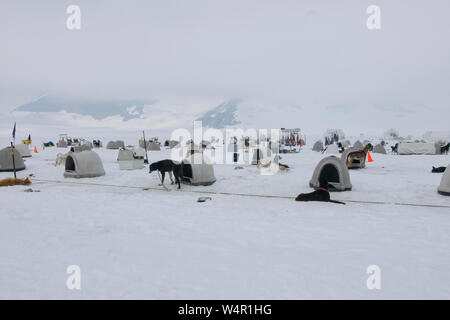 Chiens sur Norris, Glacier, Alaska. Banque D'Images