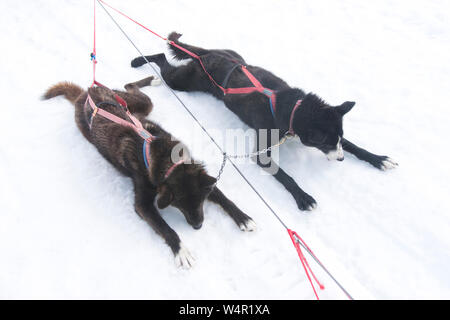 Les chiens se rafraîchir sur Glacier, Alaska. Norris Banque D'Images