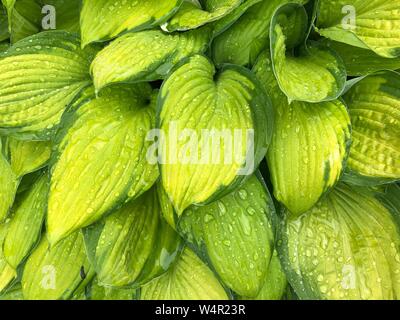 Hosta vert vif des feuilles dans la nature, les grandes feuilles de plantes avec des gouttes de pluie dans l'eau propre frais de droit naturel Banque D'Images