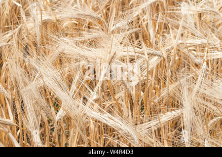 Contexte de la maturation des épis de blé meadow field. Riche récolte. Banque D'Images