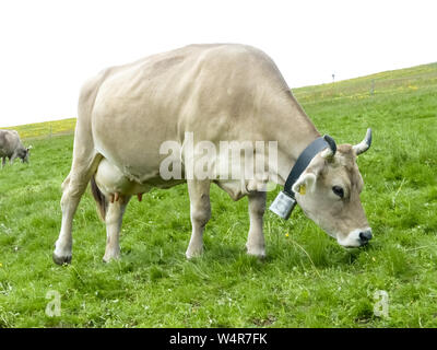 Bétail domestique, Bos Taurus, vache sur un pâturage dans les alpes suisses, Suisse, Europe occidentale Banque D'Images