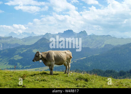 Bétail domestique, Bos Taurus, vache sur un pâturage dans les alpes suisses, Suisse, Europe occidentale Banque D'Images