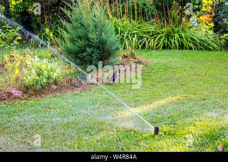 Blackbird humide sur une pelouse verte. Système d'irrigation automatique d'arroser l'herbe verte en été journée ensoleillée. La stérilisation de l'eau. sprinkleur pelouse Selective focus on Banque D'Images