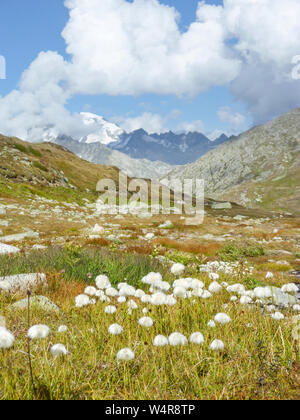 Eriophorum, prairie avec les linaigrettes dans les Alpes suisses, Suisse Banque D'Images