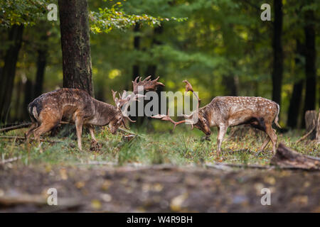 Daims deux combats l'un contre l'autre en forêt avec copyspace. Banque D'Images